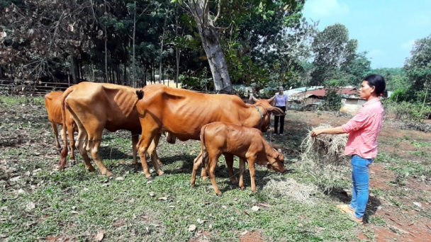 Bà con biên giới thoát nghèo nhờ vốn ngân hàng chính sách xã hội