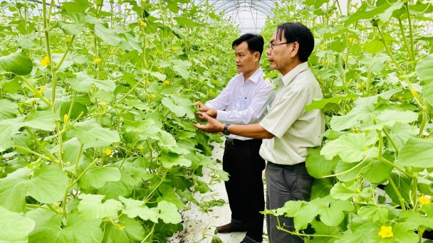 Farm dưa lưới trong nhà màng nổi tiếng ở Hậu Giang