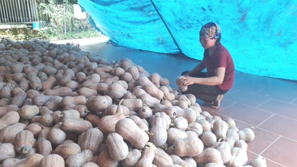 Rớt giá thê thảm, cả tạ bí ngô chỉ mua được 1kg thịt lợn