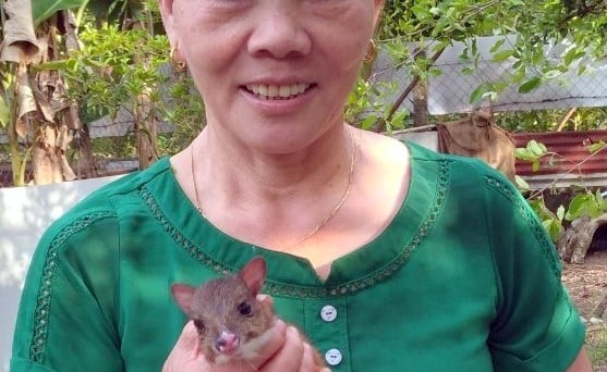 Bà Niêm người Tày: 'Kiện tướng' nuôi nhím, cheo, kỳ đà