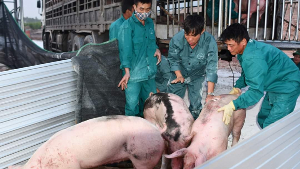 Quý 3/2020 doanh nghiệp chăn nuôi lớn sẽ có lợn giống bán ra ngoài