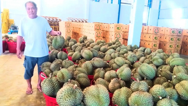 'Vương quốc' sầu riêng phải đi nhập hàng từ nơi khác