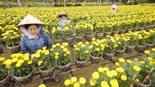 Đồng Tháp: Dân số nguy cơ mất đi khoảng 190.000 người vào năm 2030