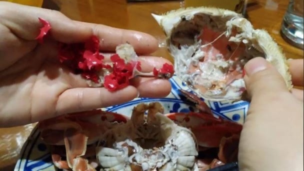 Sốc nặng vì ăn phải cao su trong bụng cua bể