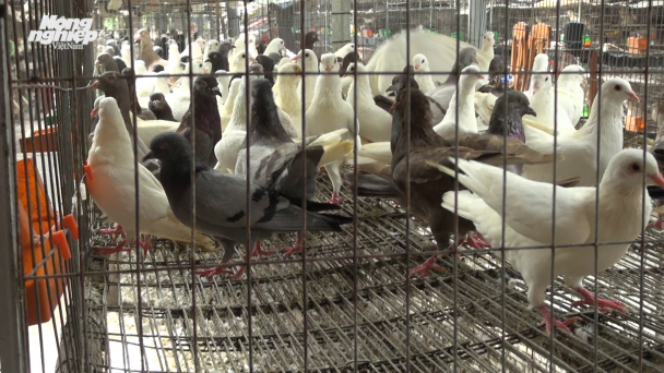 Quân nhân nuôi bồ câu Pháp kiếm hàng trăm triệu đồng