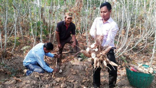 Thiên tai gây mất mùa, đẩy giá sắn đầu vụ tăng cao