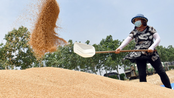 Trung Quốc bảo vệ đất nông nghiệp thế nào?