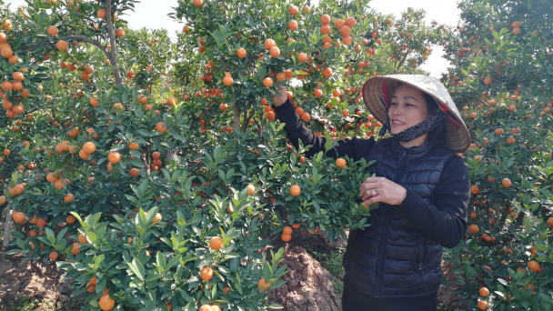 Quất cảnh, bưởi cảnh cận tết vẫn ế chỏng chơ