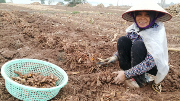 Nghệ tăng giá, nông dân 'vui như tết'