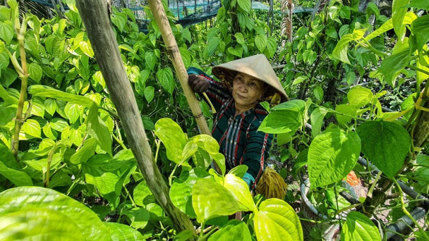 Làng độc nhất vô nhị ở miền Tây trồng trầu phát triển du lịch