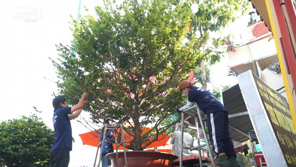 Bắc thang ngắt lá cây mai 30 tuổi cao 5 mét