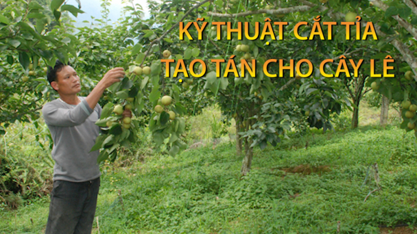 Kỹ thuật cắt tỉa tạo tán cho cây lê