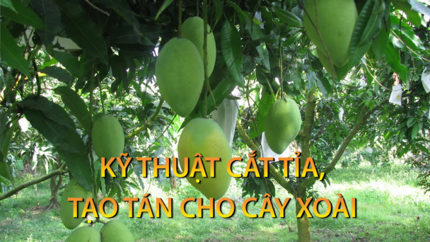 Kỹ thuật cắt tỉa tạo tán cho cây xoài