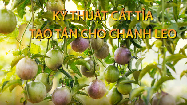 Kỹ thuật cắt tỉa tạo tán cho chanh leo