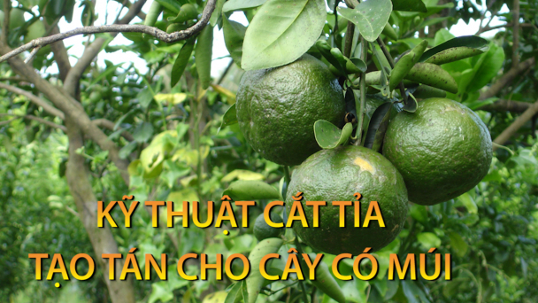 Kỹ thuật cắt tỉa tạo tán cho cây có múi
