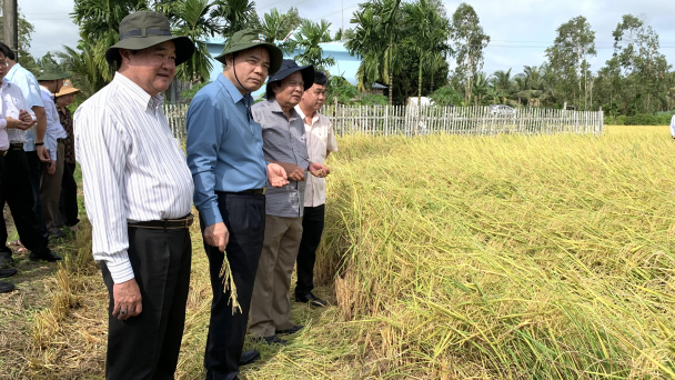 Sóc Trăng: Lúa thơm đặc sản trúng mùa, giá cao đỉnh điểm sau tết