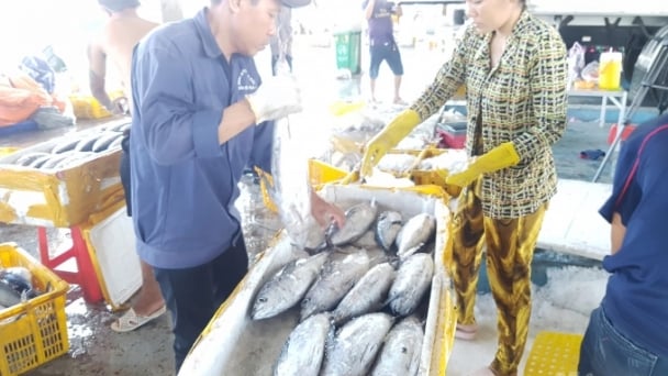 Ngư dân Cà Mau phấn khởi vì trúng đậm chuyến biển đầu năm