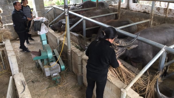 Xã biên giới thu tiền tỷ từ nuôi trâu vỗ béo