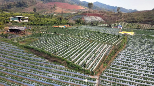 Trồng dâu tây kết hợp du lịch cho thu nhập hàng trăm triệu