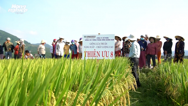 Giống lúa của Vinaseed cho năng suất cao