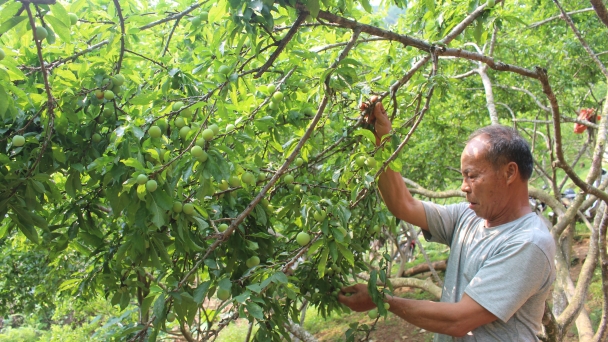 'Hồi sinh' mận chín sớm Bắc Kạn