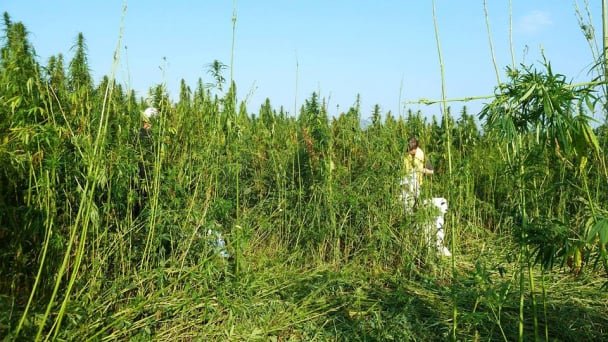 Trung Quốc đưa cannabinoid vào diện chất gây nghiện