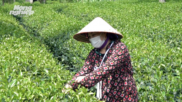 Tuyên Quang phát triển nông nghiệp hữu cơ trong 5 năm tới