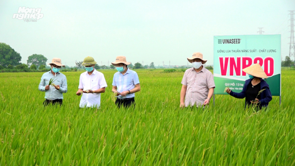 Lúa VNR20 xanh mướt trên cánh đồng khảo nghiệm 13ha