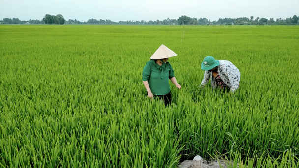Sản xuất lúa hữu cơ con cá, con cua lại về