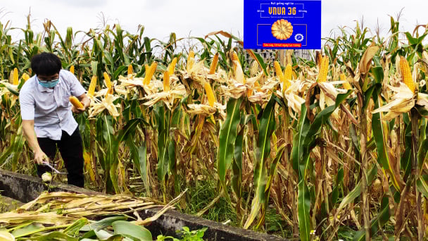 Giống ngô lai đơn VNUA36
