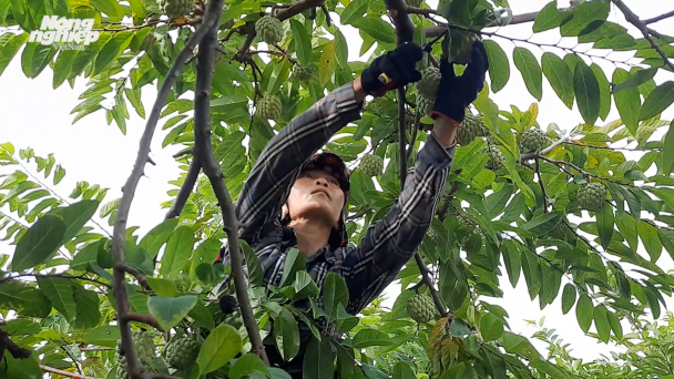 Na bở chất lượng cao ở Quảng Yên
