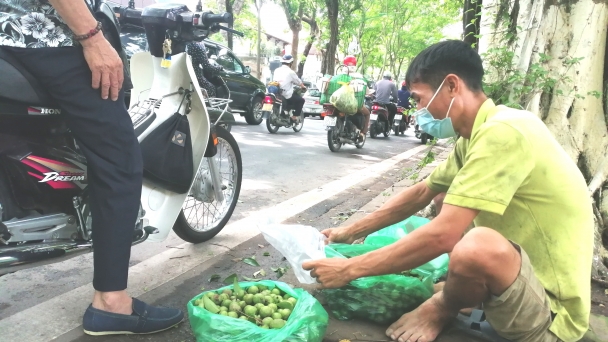 Nhọc nhằn, nguy hiểm nghề trèo sấu