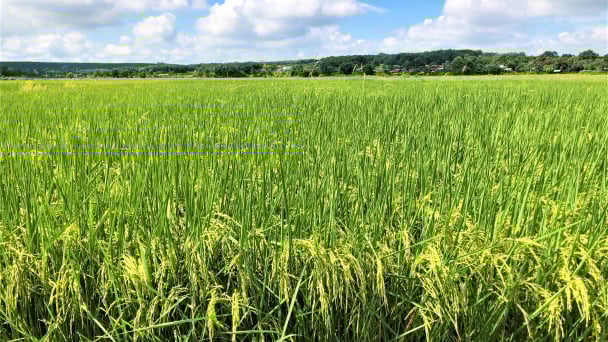 Lúa hữu cơ nảy lộc ở vùng biên