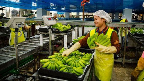 Campuchia xuất khẩu nông sản tăng 87%, riêng gạo giảm