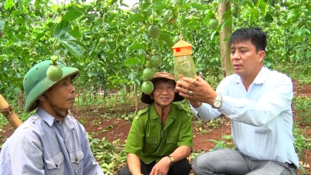 Phát triển chanh leo phục vụ chế biến và xuất khẩu