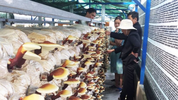 Nơi 'trời phú' phát triển cây dược liệu