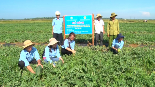 Mô hình trồng dưa hấu hữu cơ trên đất lúa thiếu nước