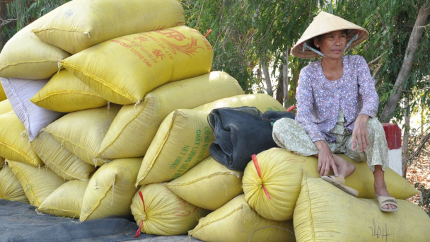 Lái lúa bỏ cọc, nông dân rối bời