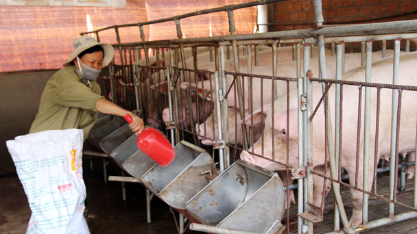 Xây dựng tài liệu chăn nuôi an toàn sinh học cho lợn sinh sản