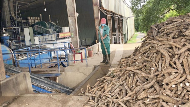 Các nhà máy thu mua sắn nguyên liệu cho nông dân với giá 2 triệu đồng/tấn