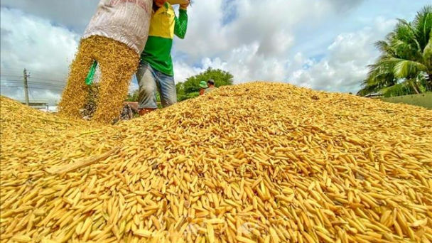 Sản xuất lúa vụ thu đông, vụ mùa cơ bản đạt kế hoạch