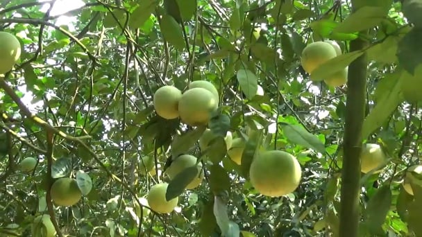 Bưởi Soi Hà gặp khó trong tiêu thụ