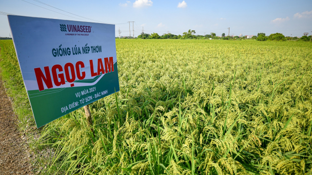Nếp thơm Ngọc Lam trĩu hạt trên đồng đất Bắc Ninh