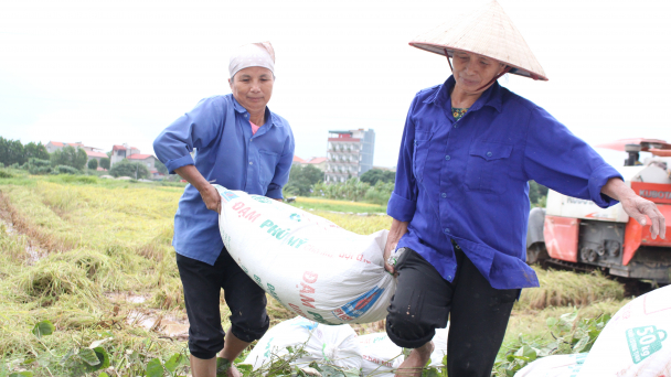 Cuống cuồng gặt lúa 'chạy mưa'