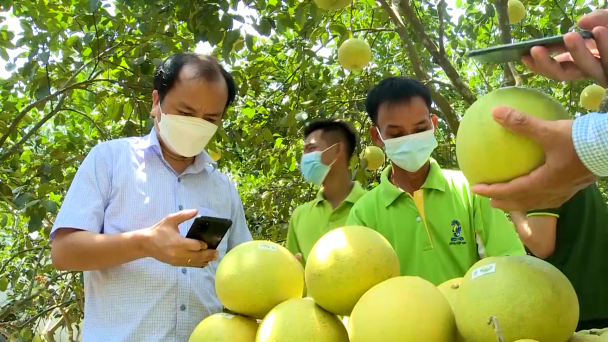 Bưởi Phúc Trạch tìm đầu ra trên những sàn thương mại điện tử