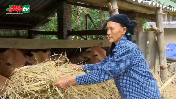 Chủ động phòng chống rét cho đàn gia súc