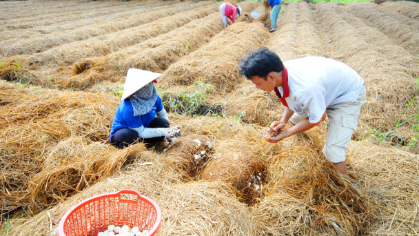 Nghề trồng nấm rơm ngày càng thịnh