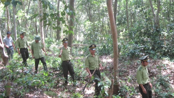 Giữ rừng di sản