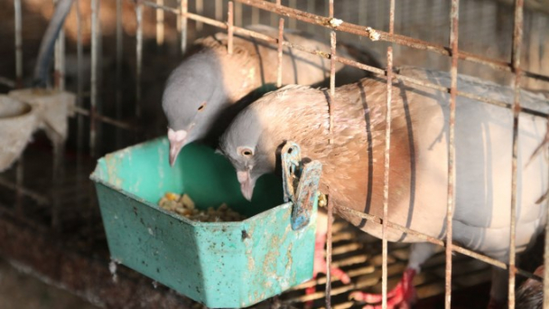 Nuôi chim bồ câu cho thu nhập khủng hàng trăm triệu đồng