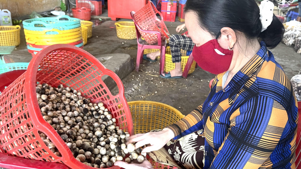 ĐBSCL: Nấm rơm hút hàng, chờ rơm vào mùa